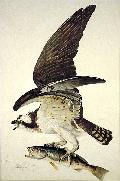 John James Audubon Osprey